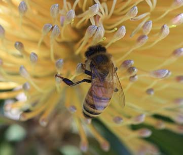 Bee on grevillea