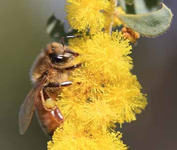 Bee on wattle