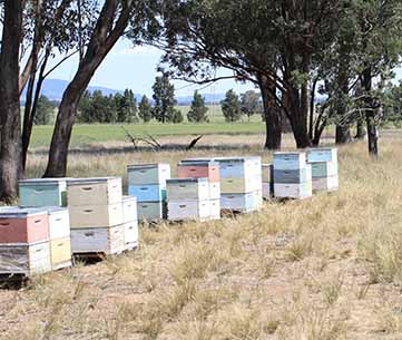 Sam Malfroy: Beehives (from Beeaware)