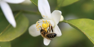 Bee on orange flower