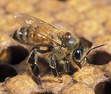 Varroa mite 2