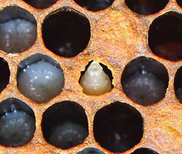 Diagnosis of Honey Bee Diseases: Viral Diseases