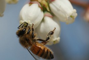 Hannah Burrack, North Carolina State University