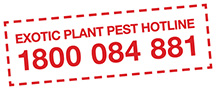 Exotic Plant Pest Hotline