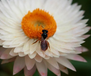 Native Exoneura bee foraging on a paper daisy. Melanie Bottrill 