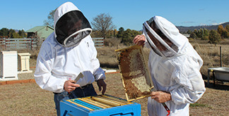 Opening a hive