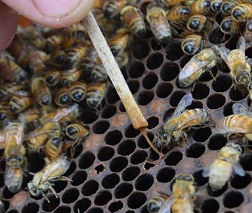 Managing pests and diseases « Bee Aware