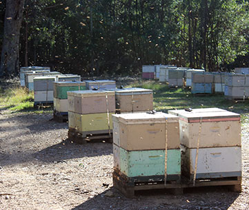 hives-in-barrier-system