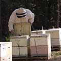 beekeeper