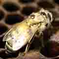 varroa-on-bee