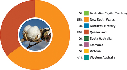 Australian Cotton  The Current Australian Cotton Crop